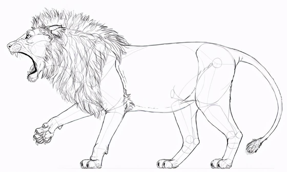 原创手绘初学者如何画咆哮的狮子?绘画入门基础绘制教程!