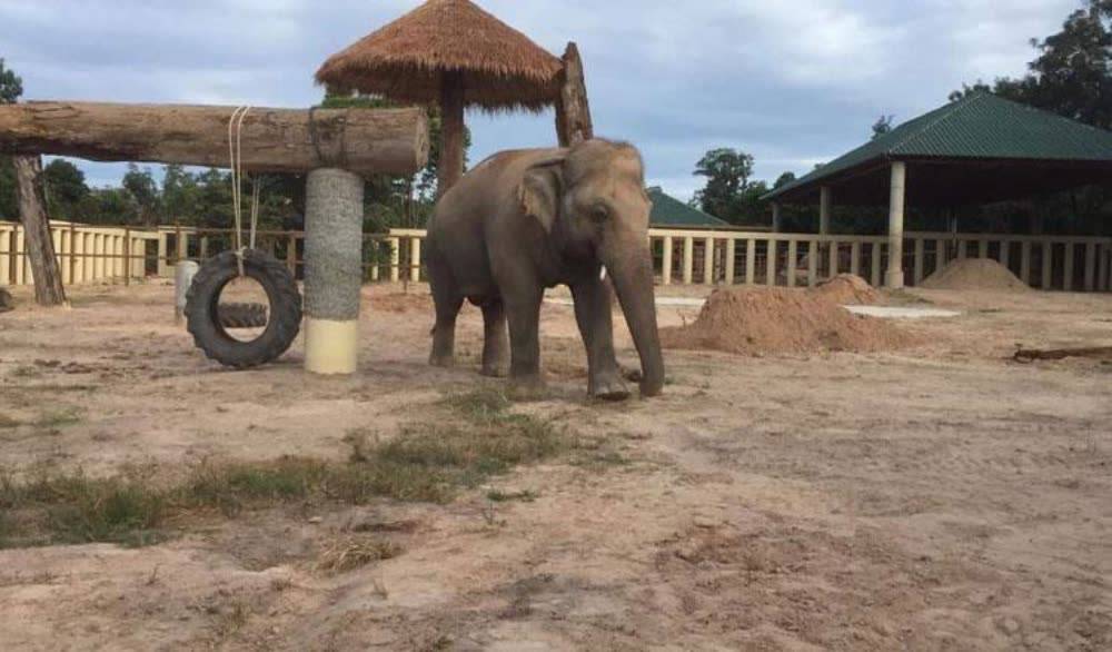 【开云官方网站】
卡万大象很快适应“柬埔寨新家”(图1)