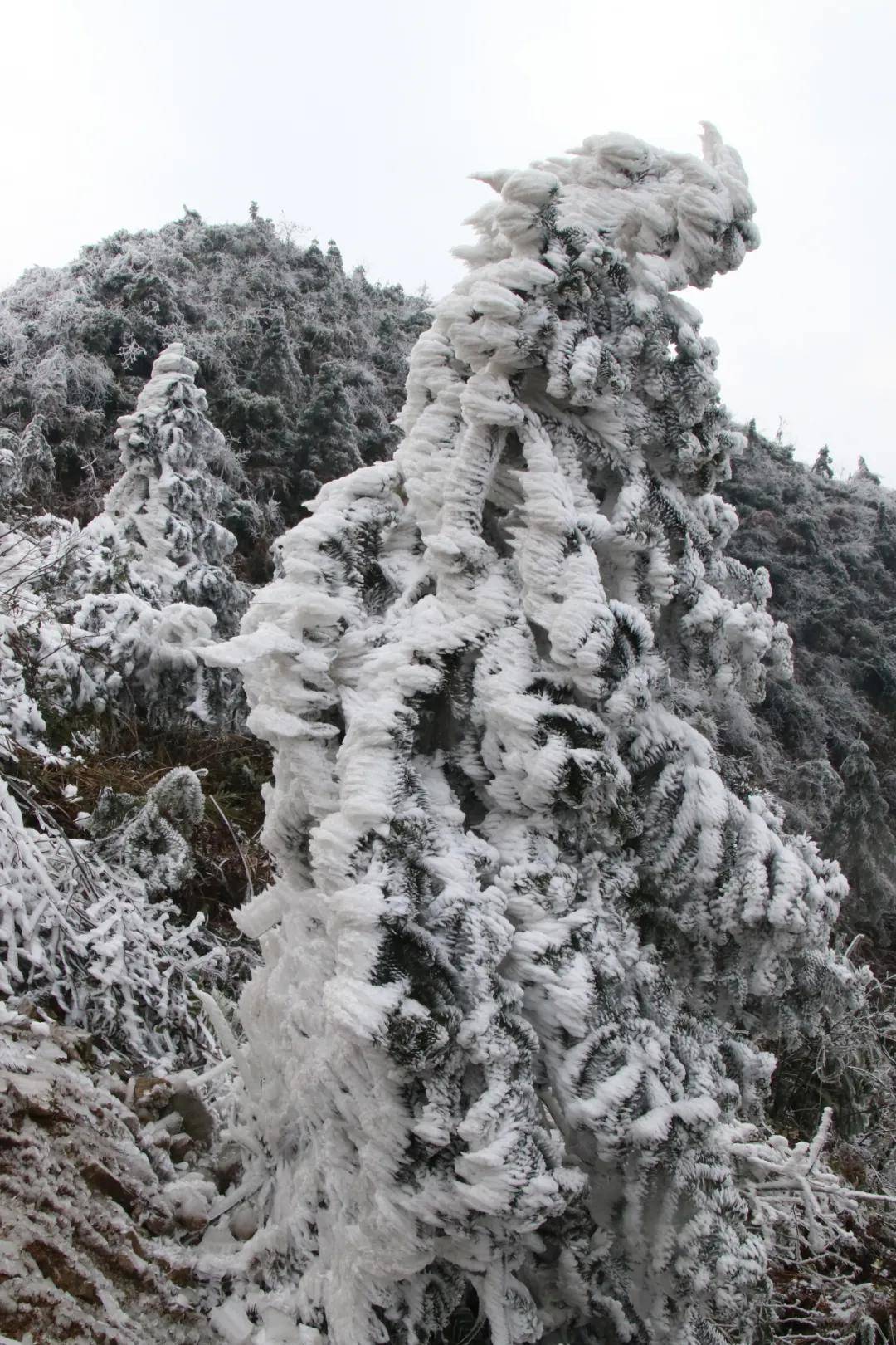 资源县隘门界雪景每天数万人前来观赏!_手机搜狐网