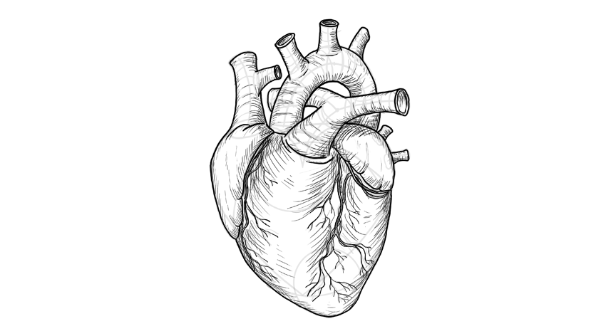 心脏怎么画?教你画出3d写实的心脏画法技巧!