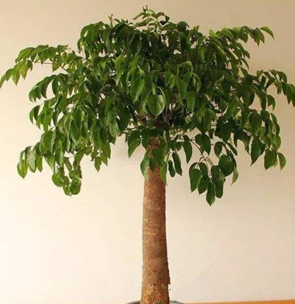 现在能种什么树 0c3a28f237214a8a99ba98723da4bc85.jpeg