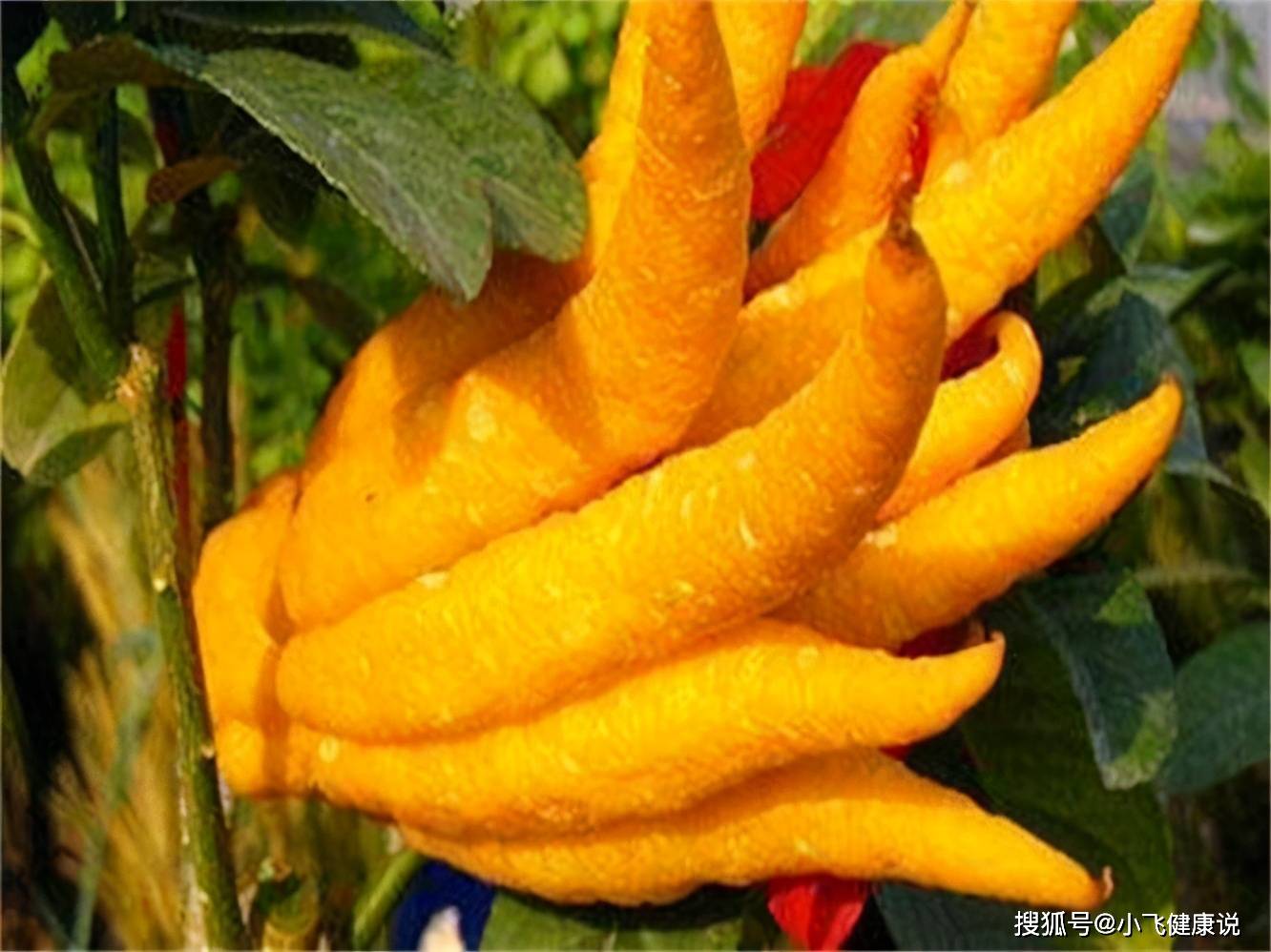 双手合十打一蔬菜 b97088306baf45f18633e553b3c1bd22.jpeg