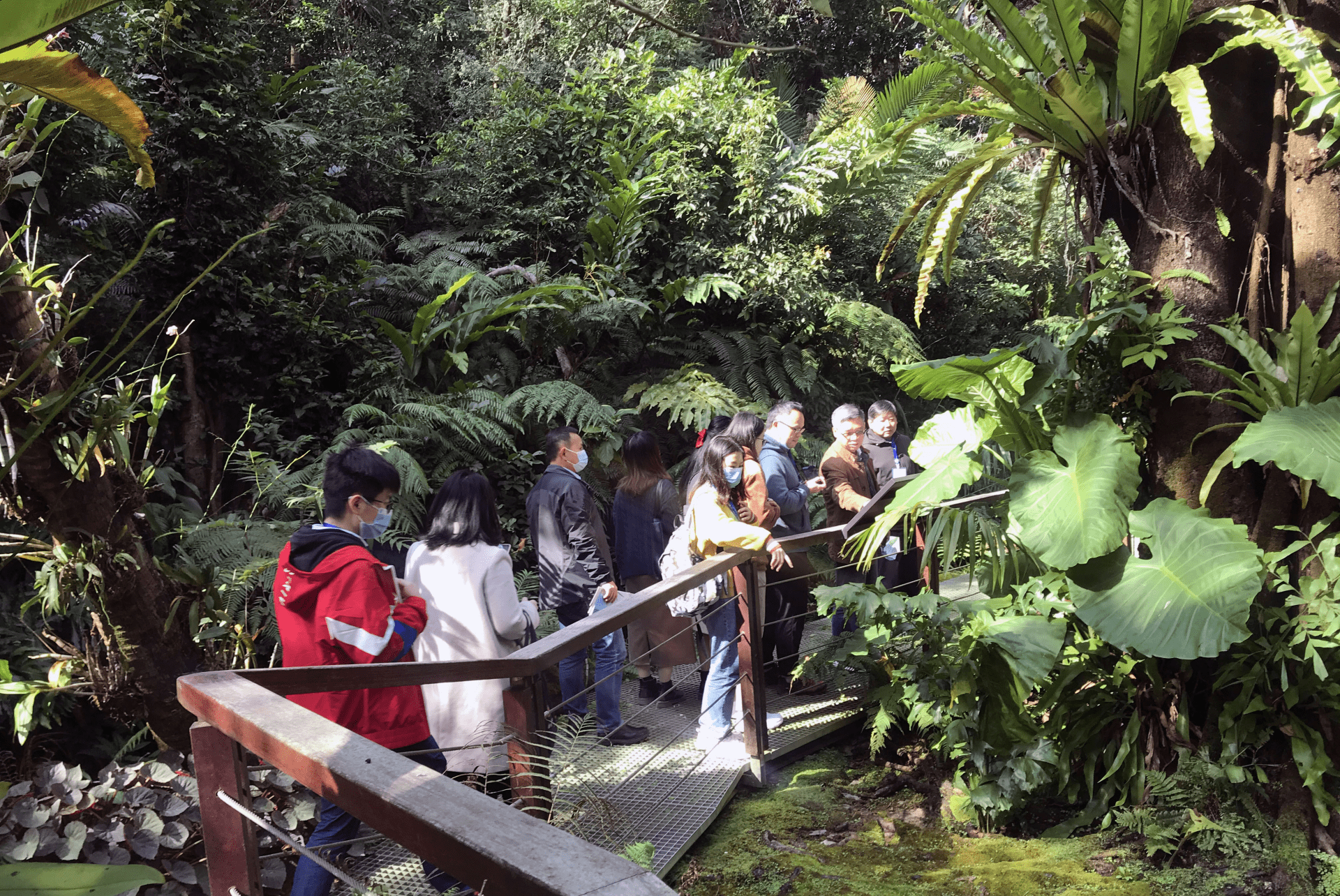 粤桂两地植物学界代表参观深圳仙湖植物园