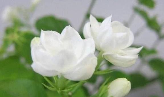 养护好茉莉花的4个小技巧!