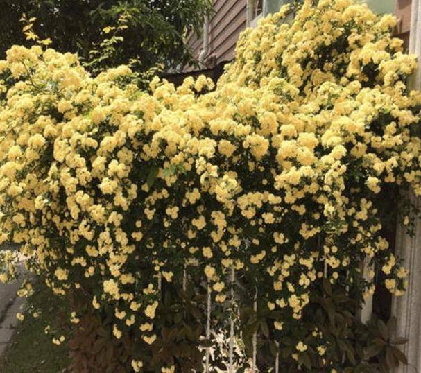 哪些花比较香 盆栽 645a4289d17248a0af2d932714d6c16e.jpeg