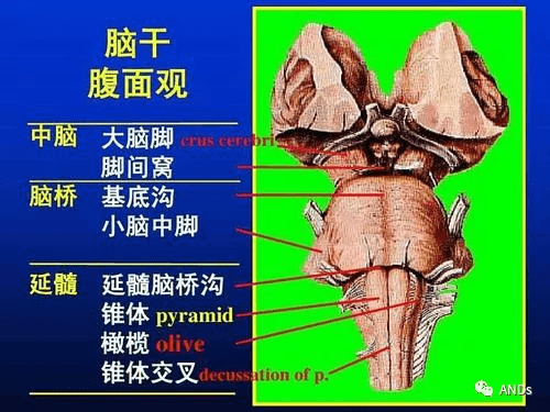 图文详解脑干解剖和结构