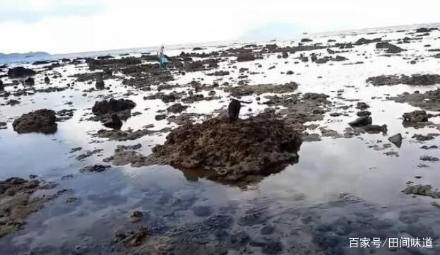 海边人赶海，地上的“海参”都懒得捡，知道原因后：扎心了！