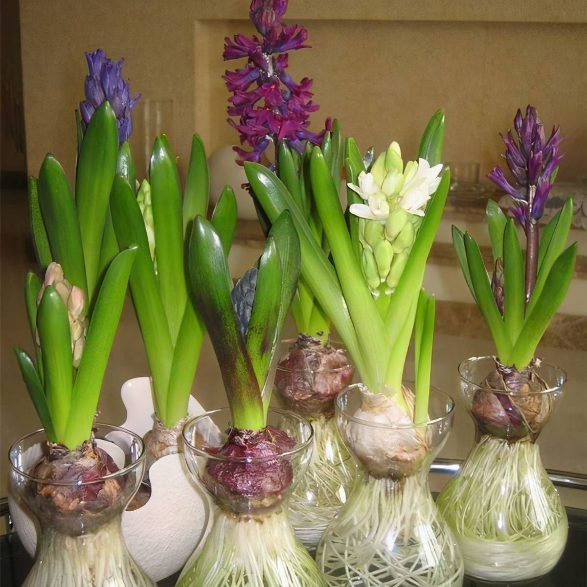 多肉如何水培长得好 ed01715c92ed4ae09695cd7a0b6a572e.jpeg