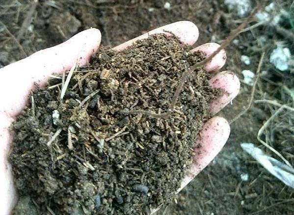 怎么养花土壤最好 2aba5b7a41e74674a3127179e028e909.jpeg