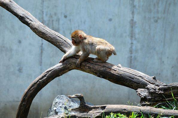 猴子最怕什么植物 7938b17f972a44d7a5e29f50968b0c84.jpeg