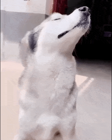 都说狗狗们心大不记仇 但其实这货不光会生气 还特别难哄呐!