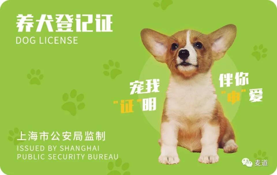 2021年犬牌犬证新鲜出炉柯基荣获封面大使