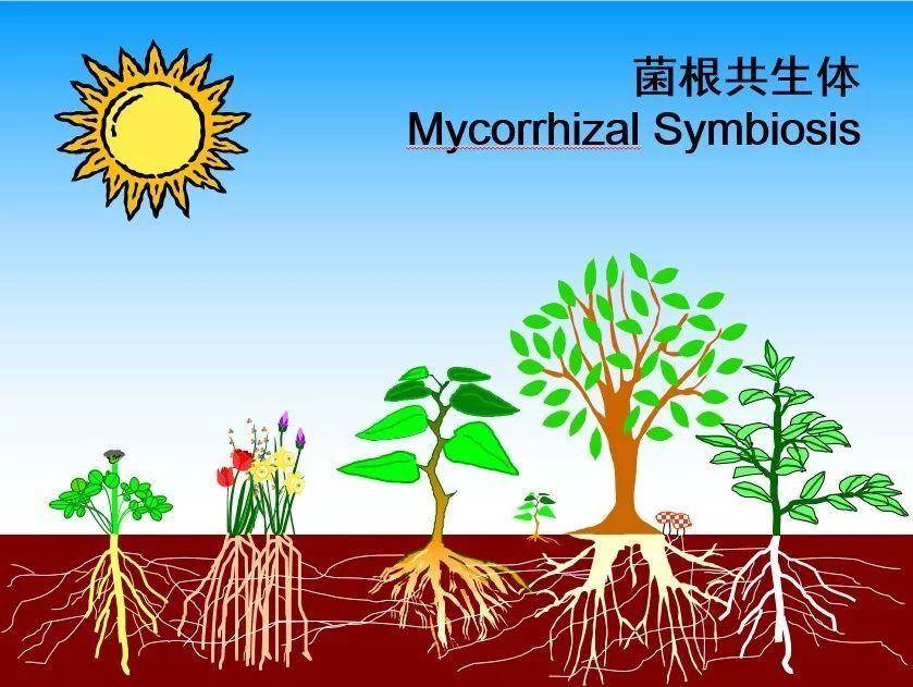 丛枝菌根—种植业的至宝,没它可不行!_真菌