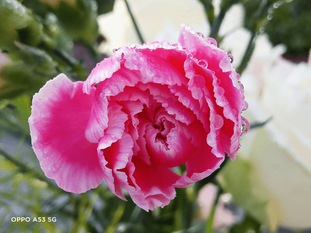 OPPO A53这台手机好不好，用户反馈最真实