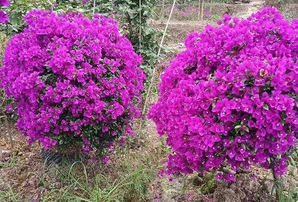 盆栽花卉大全三角梅 f42949416ce24b6fb958cef6ad423a46.jpeg