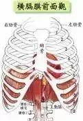 说到核心,腹部肌肉已经被过度强调,盆底肌以前也讲过,就剩下横膈膜这
