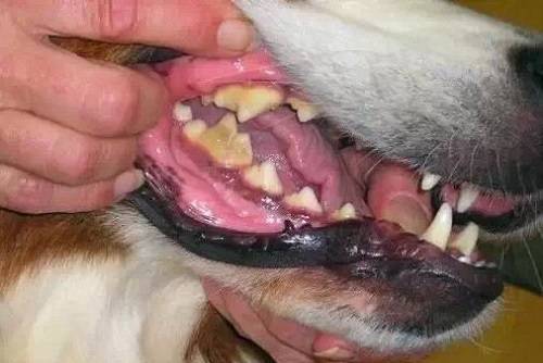 狗狗口炎可以喂阿莫西林吗?