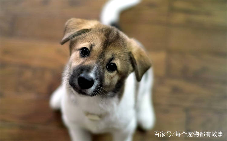 自己怎么做狗厕所 e85f06439727468abe8cc7af9569b75e.jpeg