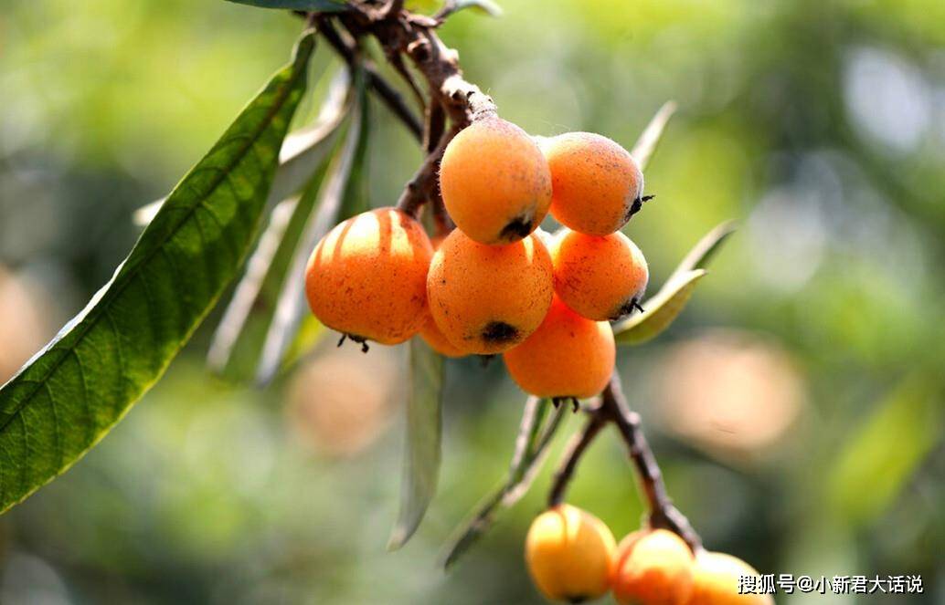 秋天成熟的菜 f86fef9c6c02475ea466fa8fc002d65b.jpeg