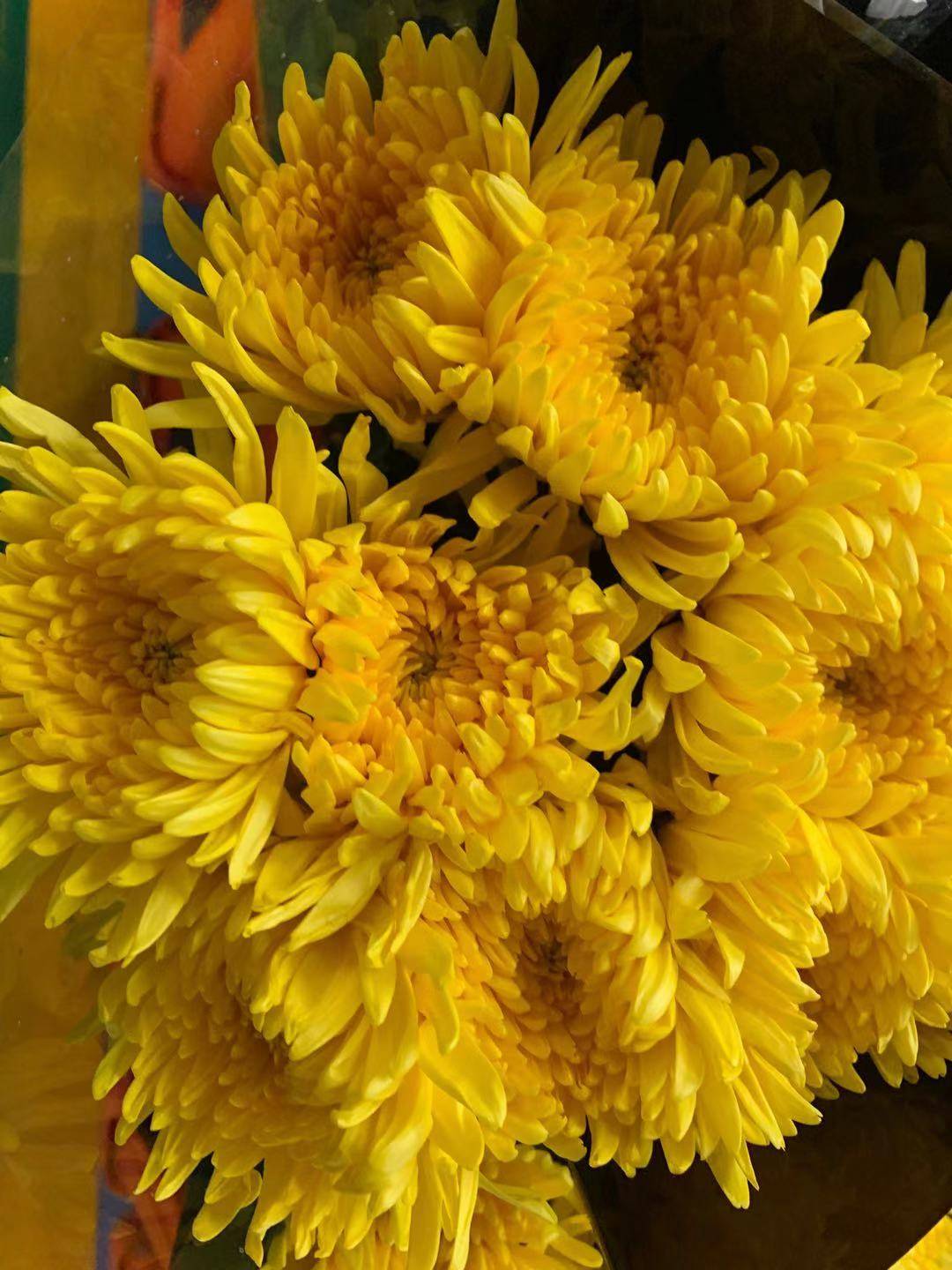 重阳节为什么要喝菊花酒