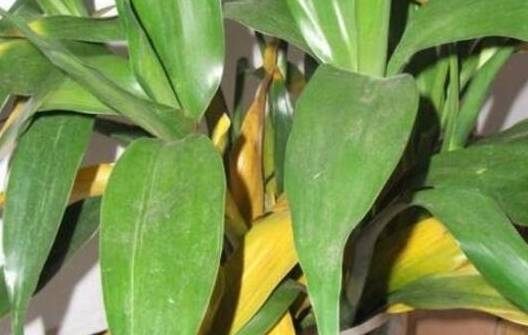 富贵竹几颗 6e66179f9a9145a6870abda6e9a93756.jpeg