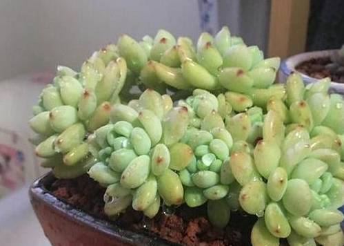 多肉种子 823ba882076341aa886aa35a1798fd5b.jpeg