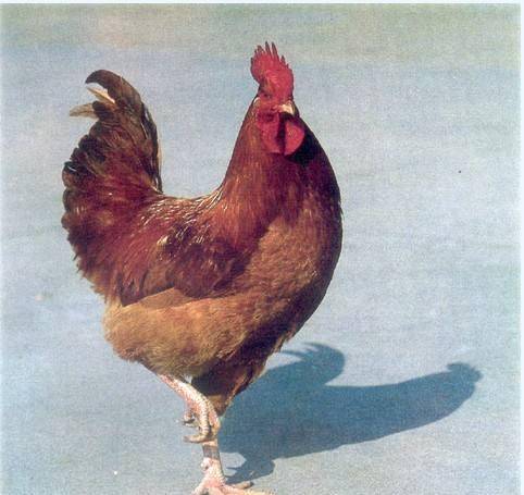 中国十大名鸡,哪种最好吃,哪种颜值最高