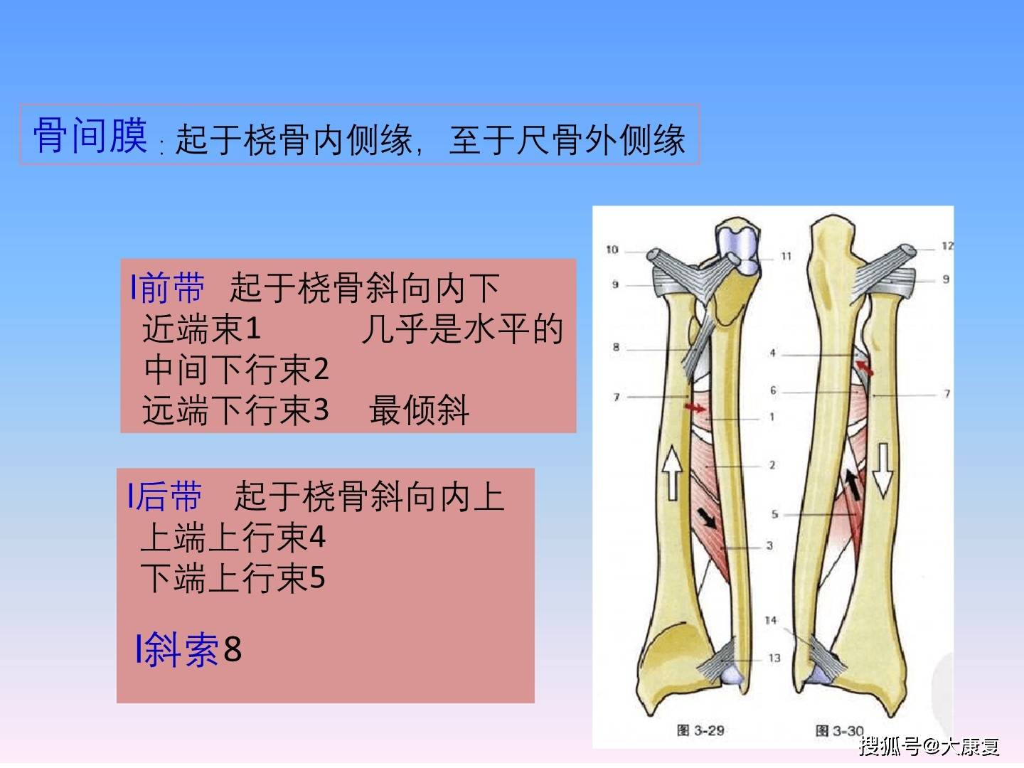 前臂功能解剖