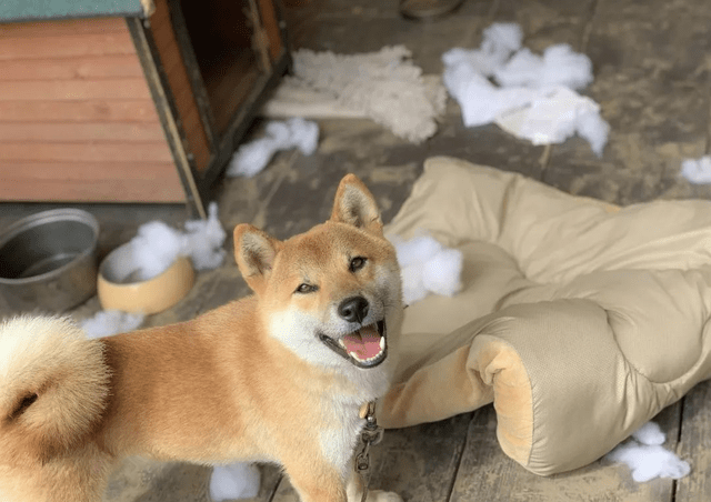 想养柴犬,但是这6个问题直接把我"劝退"了!