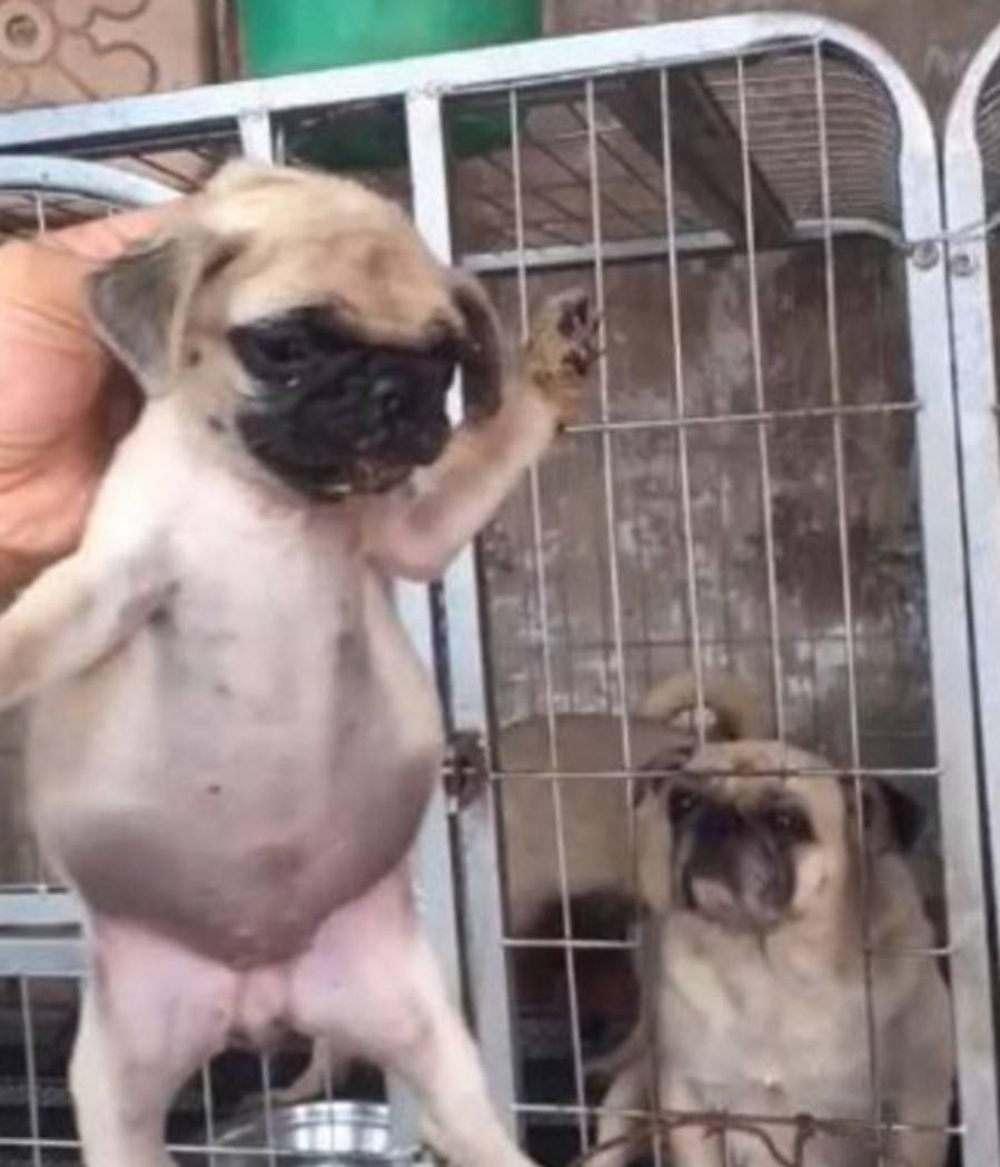 八哥犬偷吃後肚子像皮球，主人單手提起要教訓它，狗媽媽眼神亮了 萌趣萌寵 第1张