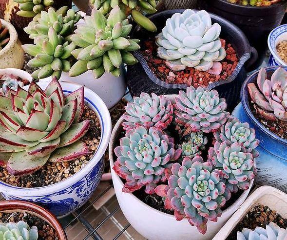 多肉怎么上色不徒长 58038add665247a3b6ec3b9cb35138dc.jpeg