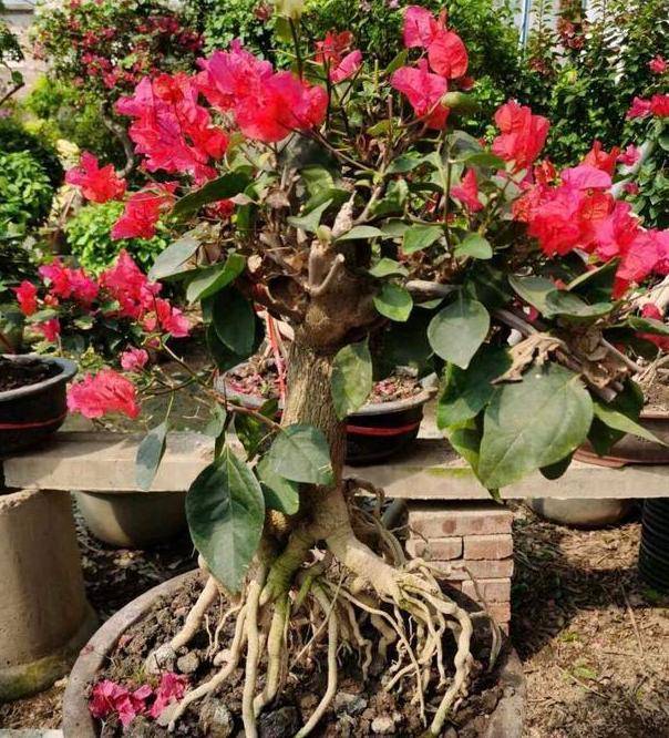 精品三角梅老桩 5aa43640764c4cfc8177b3c2951ac695.jpeg