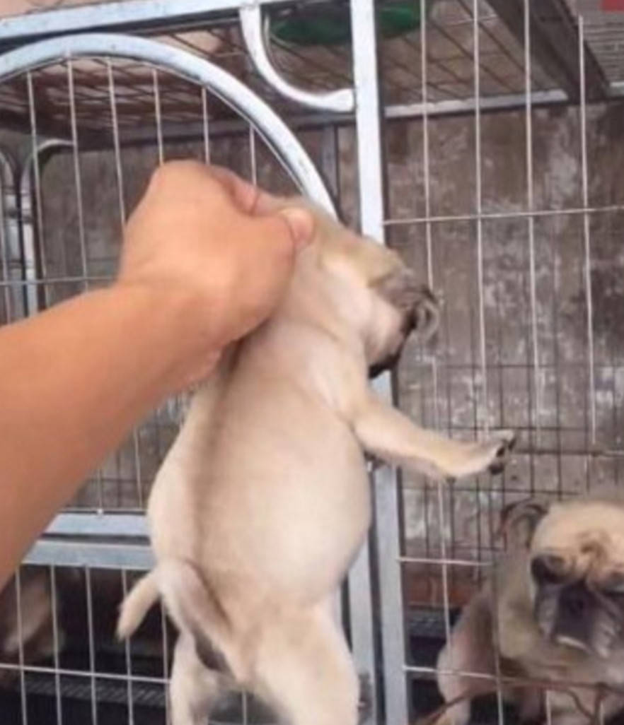 八哥犬偷吃後肚子像皮球，主人單手提起要教訓它，狗媽媽眼神亮了 萌趣萌寵 第3张