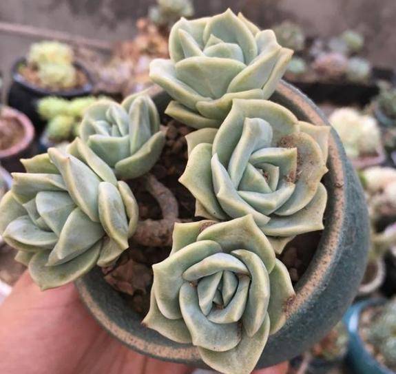 夏天多肉植物怎样浇水 c6d7d49bf29f483e9a83ad9d199f7c39.jpeg