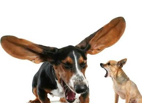 狗狗养多久才知道自己回家 ea19f8e7d2064da5930e4c560b124055.jpeg