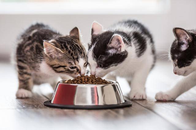 饮食上就应该以清淡为主,宠主可以给猫咪喂食一些谷类食物或者富含