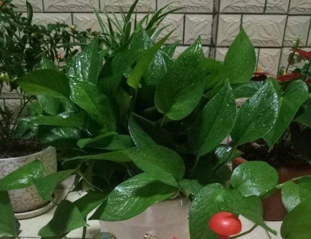 盆花施肥用大豆好不好