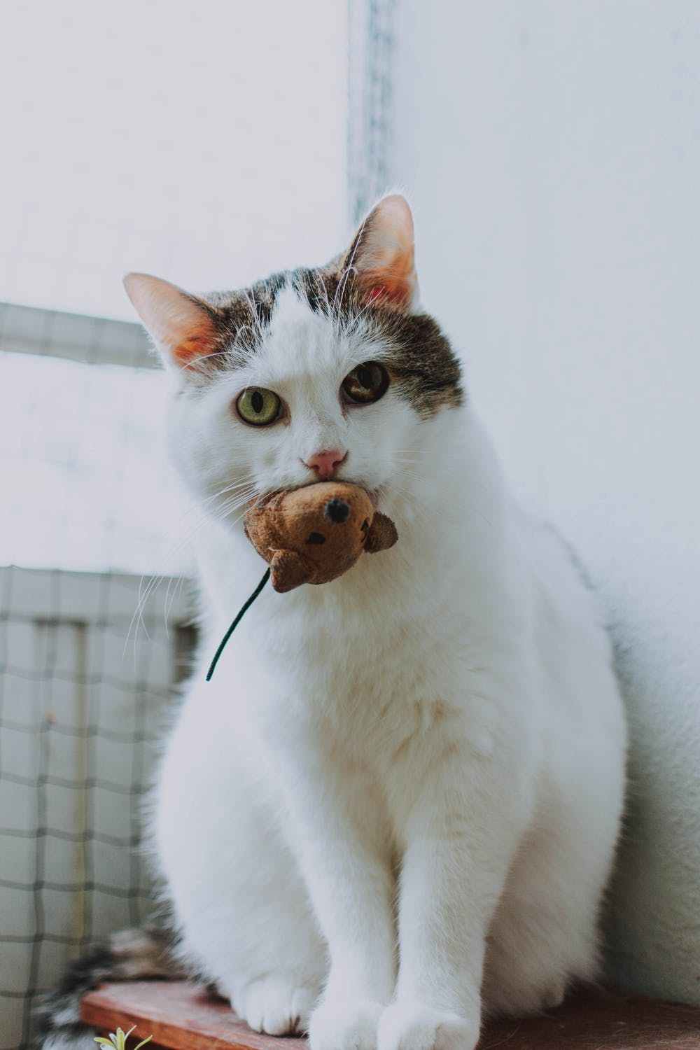 猫咪发腮攻略指南|教你养出包子脸,大脸盘子猫咪