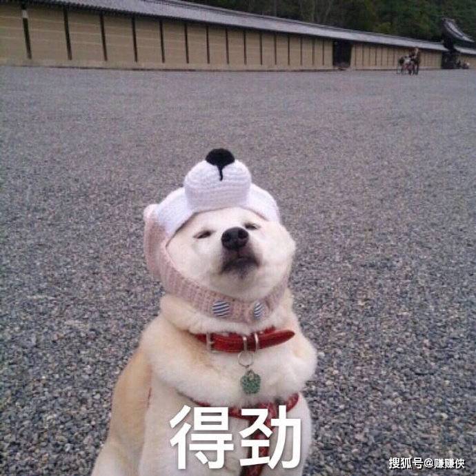搞笑表情包图片:你看我,快看我