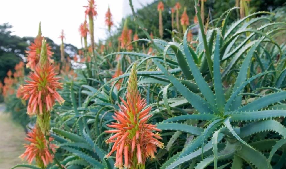 原创养殖芦荟学会这一招不仅能爆盆还能开花呢