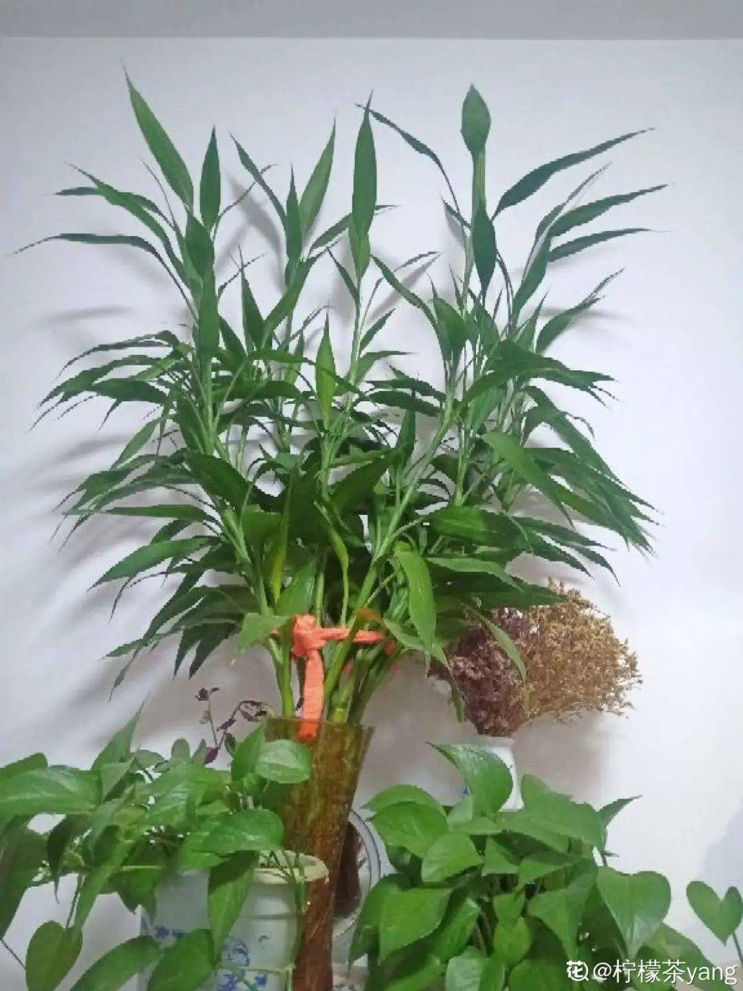 富贵竹几支对学业顺利 0d1aab2885554ac3984416fbb3322f1e.jpeg