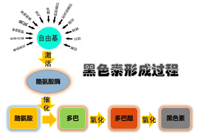 原创黑色素导致皮肤衰老,ph450细胞代谢酶如何根治