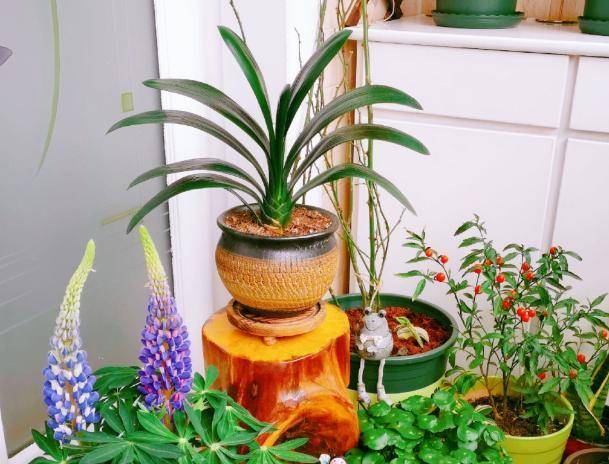 怎么养花不花钱 69de1dbe7ed24d61844bef2b6124e9ae.jpeg