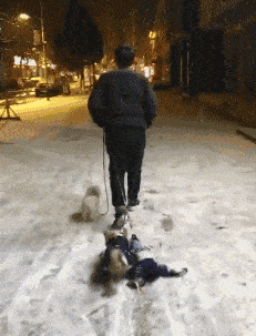 搞笑gif段子:饭后遛狗去