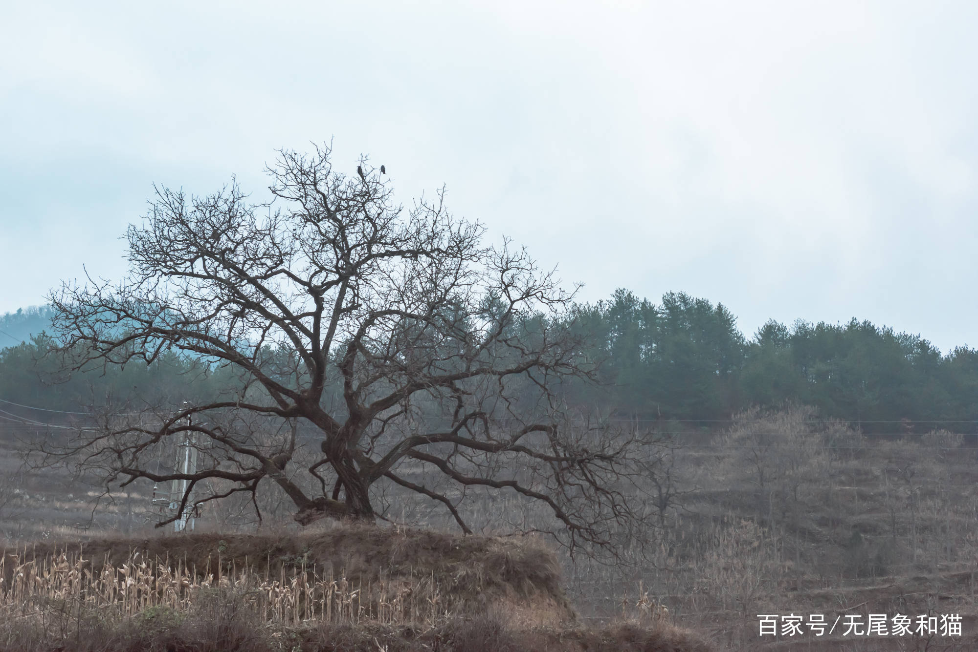 秦岭最神秘的老村落：村口的柿子树两个人都抱不住，房子无人居住