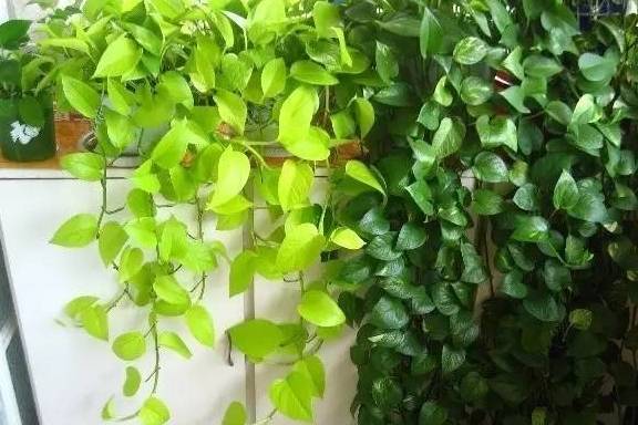 怎么养花才能叶片油亮 0713d15d8dd4474f814ad6390b9d4a2b.jpeg