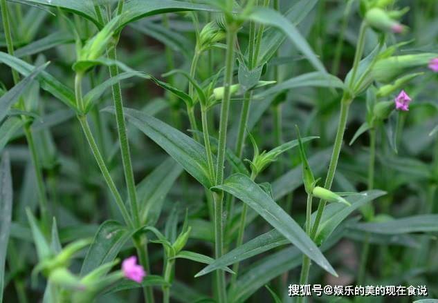面条菜的功效有哪些 ac42cb61e3af43e4b4d2c30be68dc799.jpeg