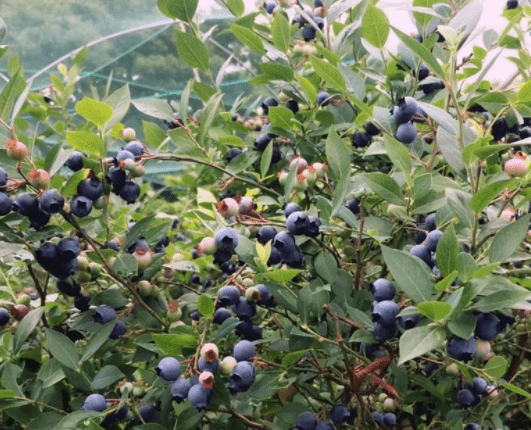 舟山首个省级中医药文化养生旅游示范基地落户桃花岛