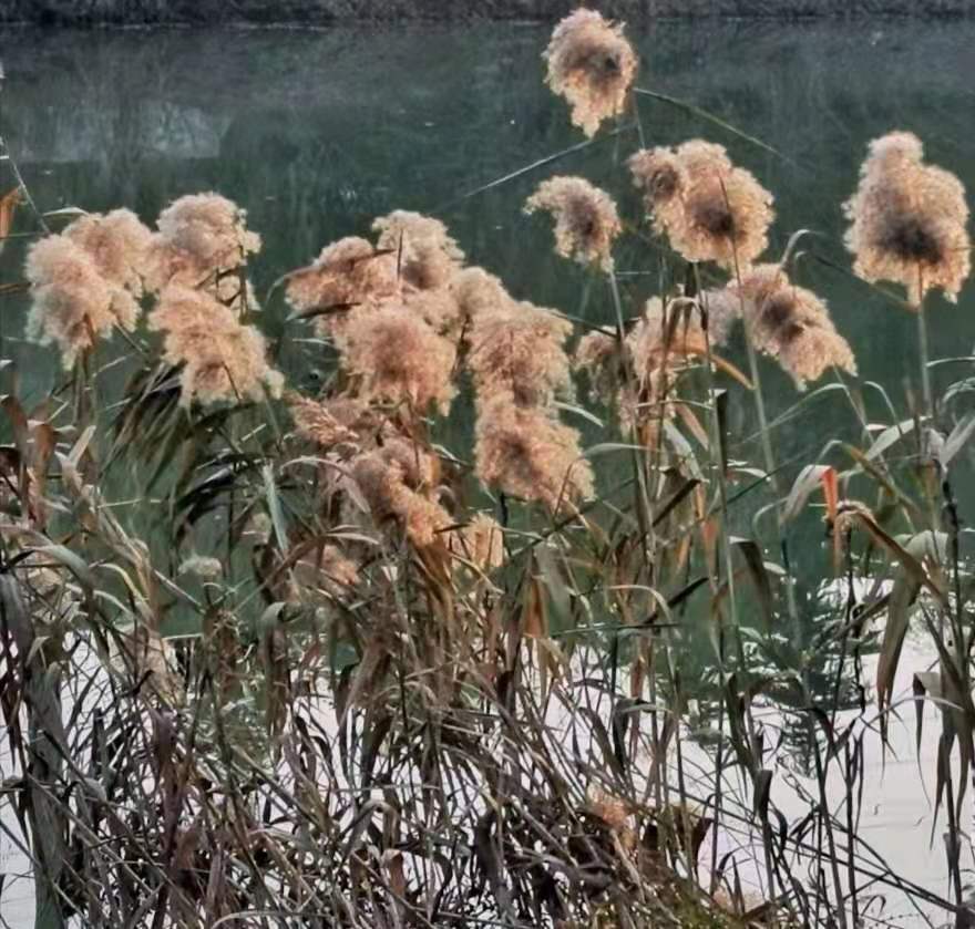冬苇吟/振海·成之_芦荻花