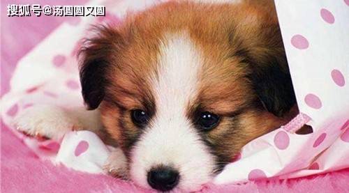 拉稀吃什么药狗狗 498507510008423c9cd8a7a8ac1a9479.jpeg